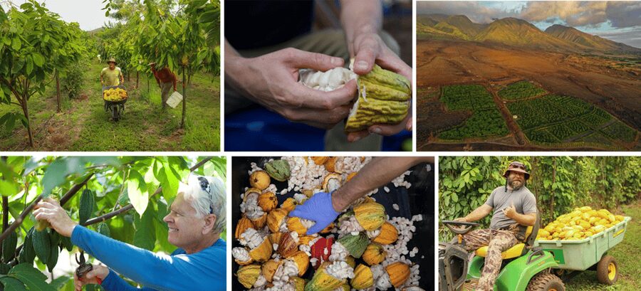Lahaina: Maui Ku'ia Estate Guided Cacao Farm Tour & Tasting - Should You Book? My Practical Take