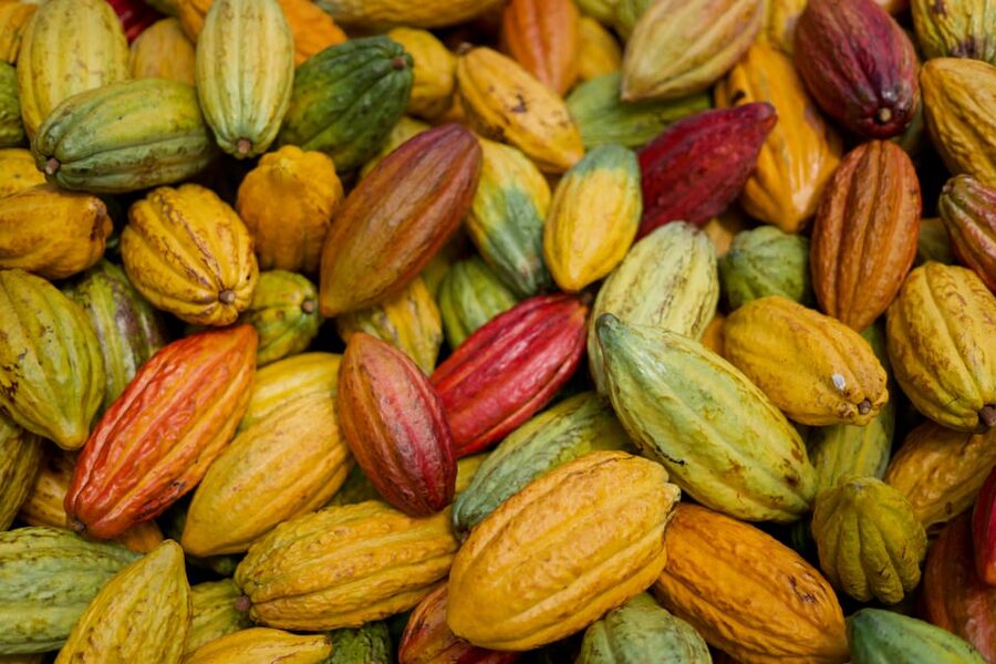 Lahaina: Maui Ku'ia Estate Guided Cacao Farm Tour & Tasting - The Cacao Grove Walk: What You’ll See and What It Costs You Physically