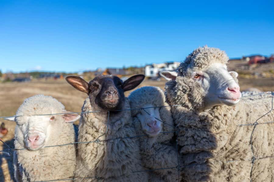 Lake Tekapo High Country Farm Tour (Carbon Positive) - Key Highlights You’ll Remember
