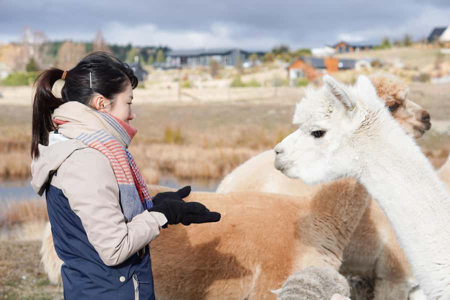 Lake Tekapo High Country Farm Tour (Carbon Positive) - First Encounters: Feeding 12,000 Merino Sheep and Other Farmyard Stars