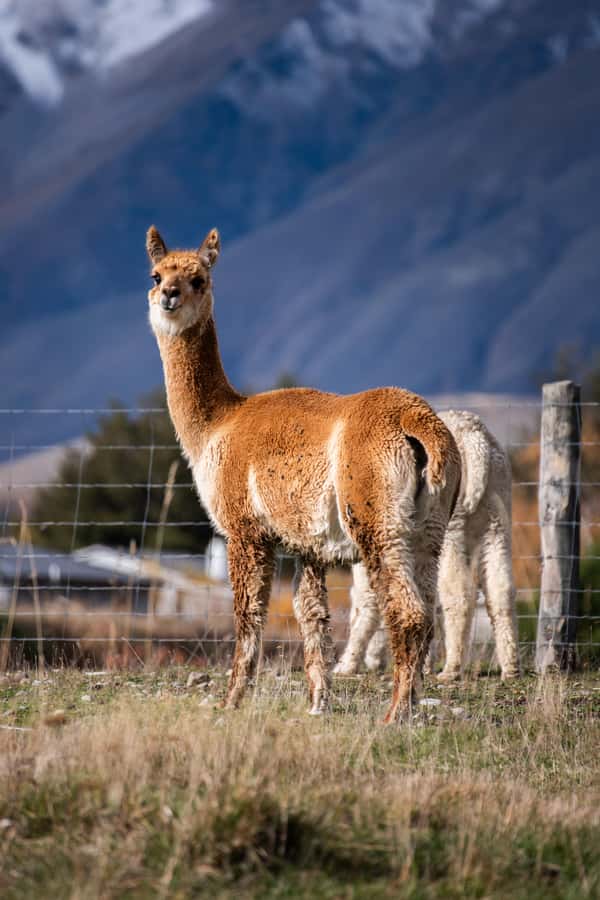 Lake Tekapo High Country Farm Tour (Carbon Positive) - Irishman Creek Hut and Swan Tarn: Farming Country Meets Bird Conservation