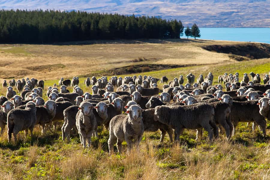 Lake Tekapo High Country Farm Tour (Carbon Positive) - Mt. John Lookout Finish: Learn About Tekapo and Do the Farmer Bit