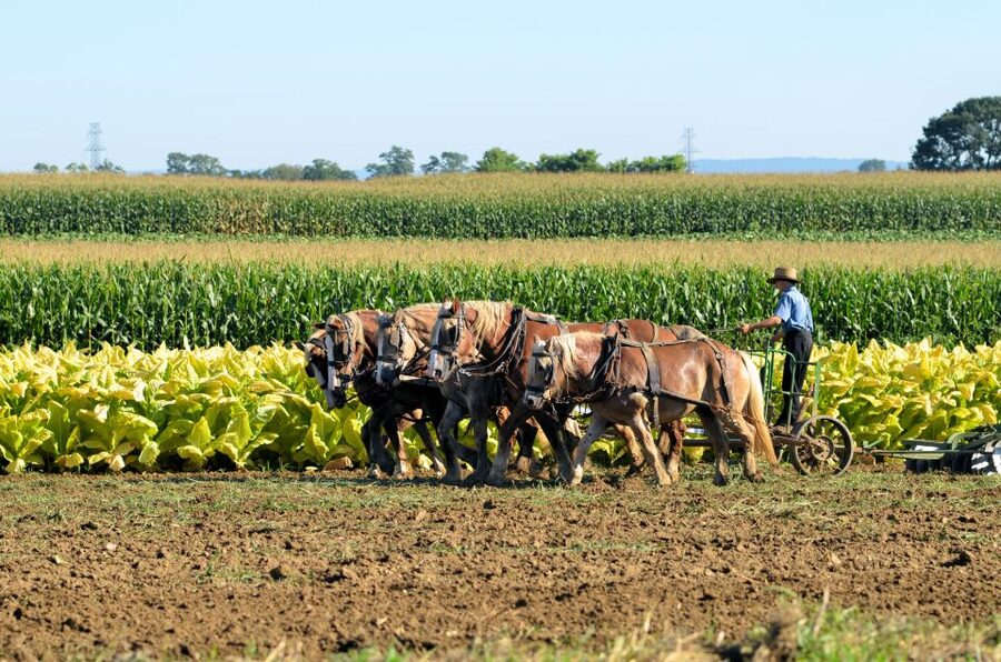 Lancaster County: Amish Farmlands, Museum Tour, Farm Visit - Price and Value: Getting More Than a Drive for $38