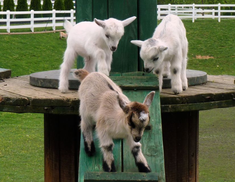 Lancaster County: Amish Farmlands, Museum Tour, Farm Visit - A Few Practical Tips That Make the Day Smoother
