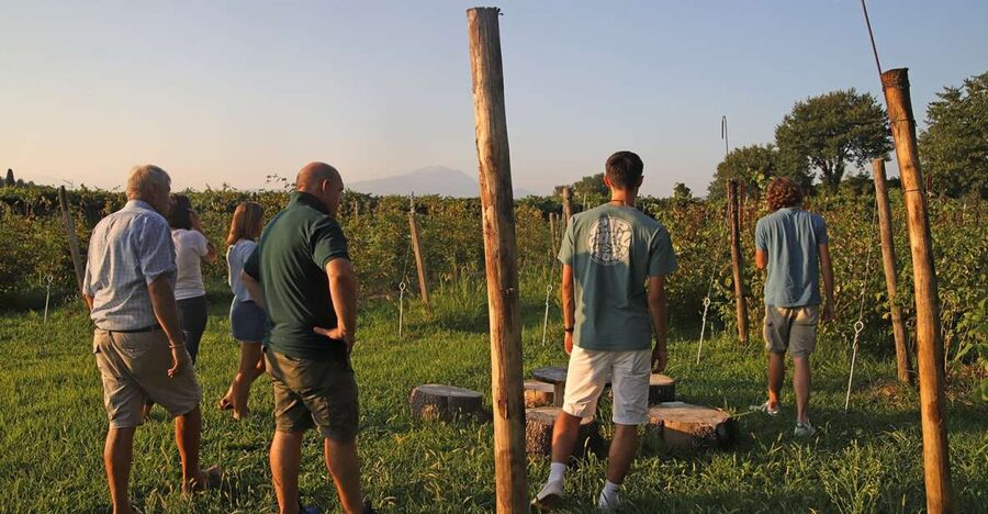 Lazise: Beekeeping Farm Tour and Tasting Experience - Key Takeaways Before You Go