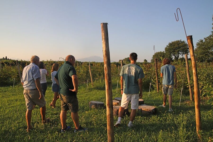 Lazise: Beekeeping Farm Tour and Tasting Experience - Farm Walk and Beehives: Listening, Smelling, and Learning the Basics