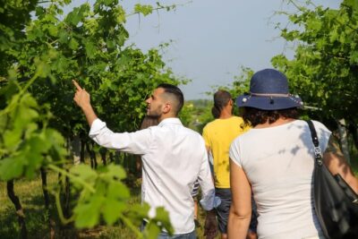 Lazise: Biodynamic Farm Tour and Natural Wine Tasting - The 2-hour rhythm: vineyard walk, cellar visit, then terrace tasting