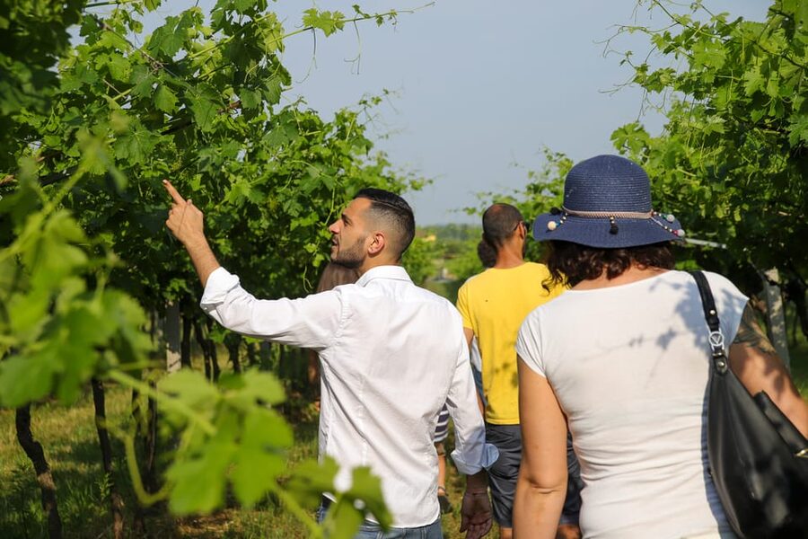 Lazise: Biodynamic Farm Tour and Natural Wine Tasting - The 2-hour rhythm: vineyard walk, cellar visit, then terrace tasting