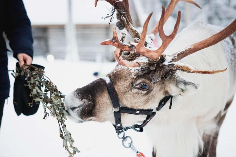 Levi: Husky and Reindeer Farm Tour with Sled Ride - First stop: meeting the reindeer (slow sled, real information)