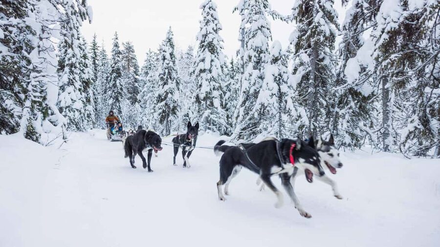 Levi: Husky and Reindeer Farm Tour with Sled Ride - Warm-up breaks: fire, hot drinks, and the human side of the farm
