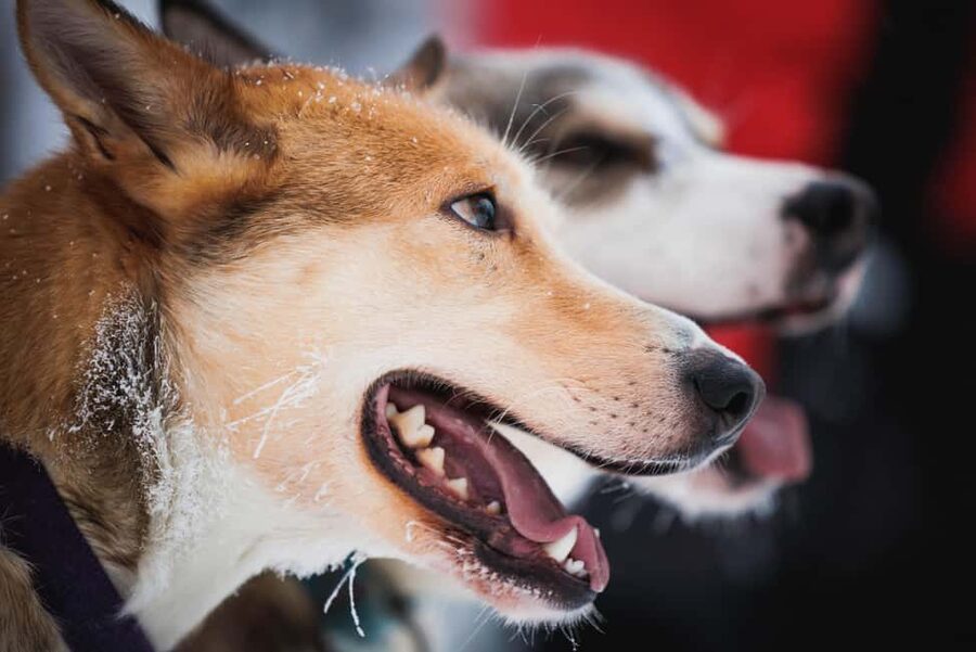 Levi: Husky and Reindeer Farm Tour with Sled Ride - How much sled time is it, really? Value math for $192