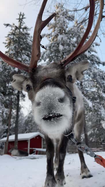 Levi: Husky and Reindeer Farm Tour with Sled Ride - What to wear (and what to bring) for husky speed
