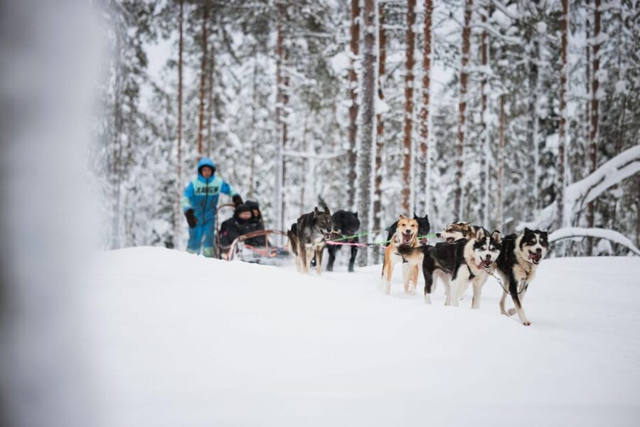 Levi: Husky and Reindeer Farm Visit with Snowmobiling - Levi’s 3-in-1 Arctic day: fast, friendly, and built for first-timers