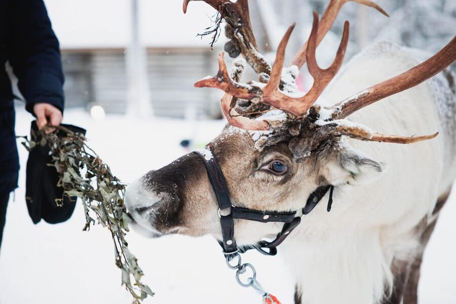 Levi: Husky and Reindeer Farm Visit with Snowmobiling - Reindeer farm magic: 500 meters on your own sledge plus herder stories