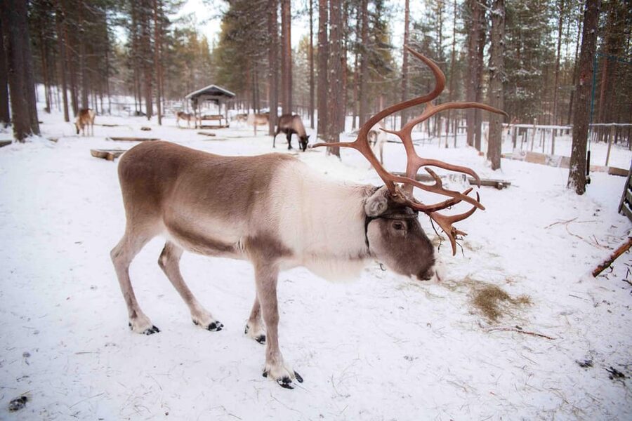 Levi: Reindeer Farm E-Fatbike Safari - Price and value: is $187 per person fair for this experience?