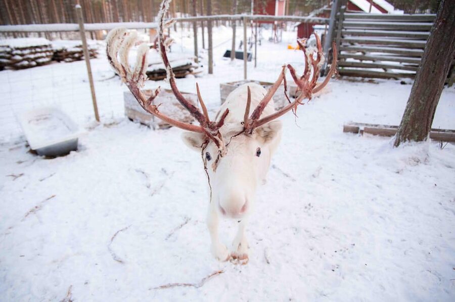 Levi: Reindeer Farm E-Fatbike Safari - Who this tour is best for (and who should skip it)
