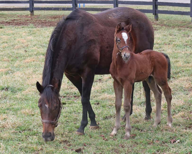 Lexington: Thoroughbred Horse Farm Tour and Scenic Bluegrass - FAQ