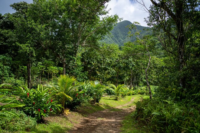 Liamuiga Natural Farm Tour - St.Kitts' Coffee Farm - Key points to know before you go