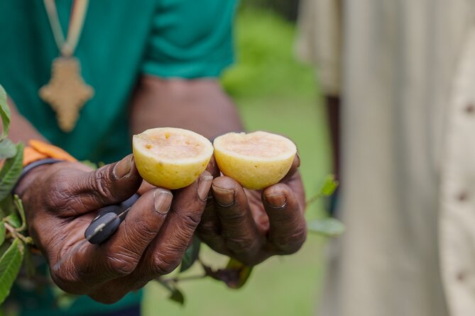 Liamuiga Natural Farm Tour - St.Kitts' Coffee Farm - Price check: does $161 per person make sense?