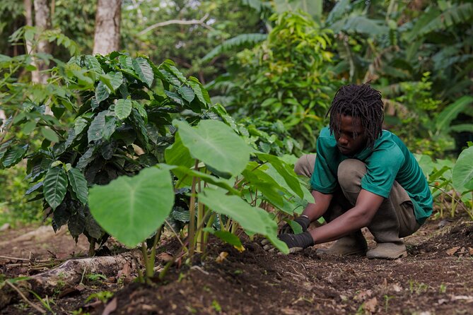 Liamuiga Natural Farm Tour - St.Kitts' Coffee Farm - Should you book the Liamuiga Natural Farm Tour?