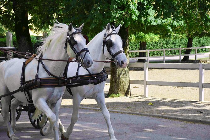 Lipica Stud Farm and Skocjan Caves from Koper - Price and value from Koper: is $134.68 a fair deal?