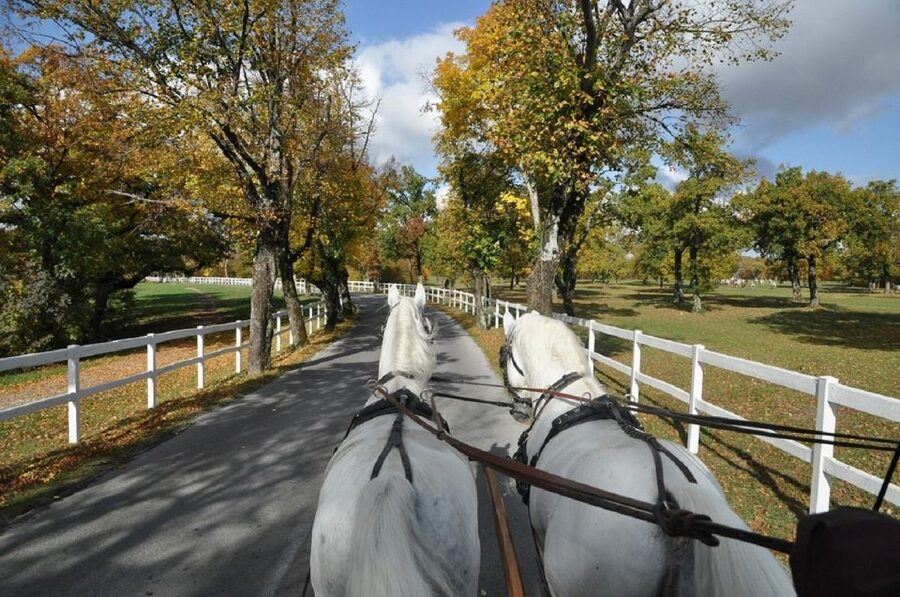 Lipica Stud Farm and Škocjan Caves from Trieste - Should You Book the Lipica and Škocjan Day Trip?