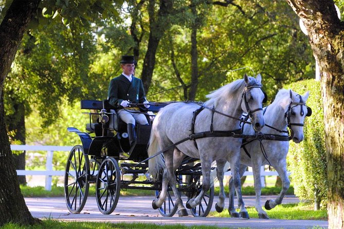 Lipica Stud Farm- Private Experience from Koper - Key points to know before you go