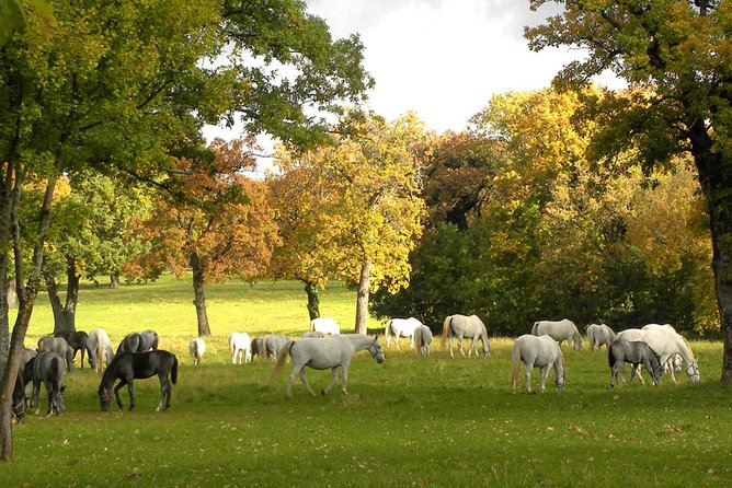 Lipica Stud Farm- Private Experience from Koper - A private Lipica Stud Farm day from Koper: what you’re really buying
