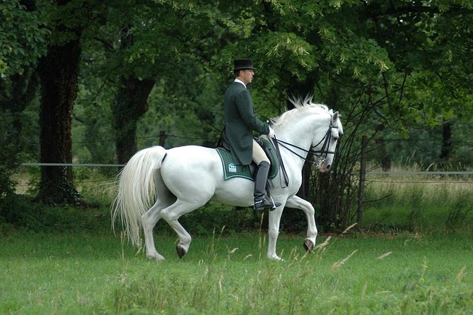 Lipica Stud Farm- Private Experience from Koper - Lipica Stud Farm: guided stables, museum time, and the horse-first focus