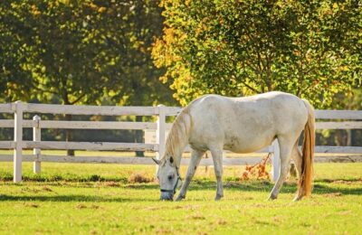 Lipica Stud Farm- Private Experience from Koper - Getting picked up in Koper, then riding toward Lipica in comfort