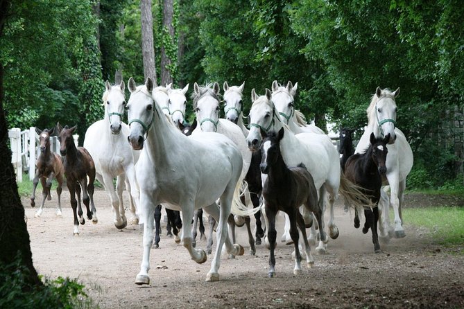 Lipica Stud Farm- Private Experience from Koper - Price and logistics: is $707.45 per group worth it?