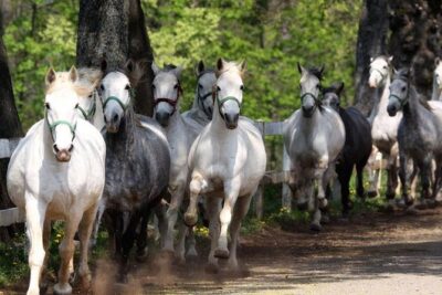 Lipica Stud Farm & Skocjan Caves - Small Group Tour from Trieste - Price and logistics: what you’re paying for (and what you aren’t)