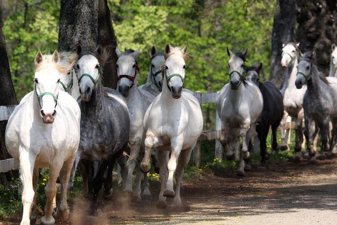 Lipica Stud Farm & Skocjan Caves - Small Group Tour from Trieste - Price and logistics: what you’re paying for (and what you aren’t)