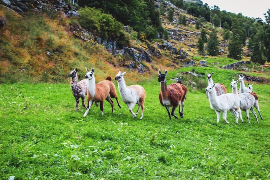 Ljøen, Hellesylt: Ljøen Farm Tour - Key Highlights You’ll Want to Know