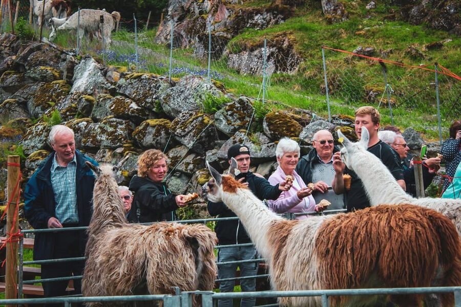 Ljøen, Hellesylt: Ljøen Farm Tour - Transport on a Cruise Day: What “Highly Rated” Means for You