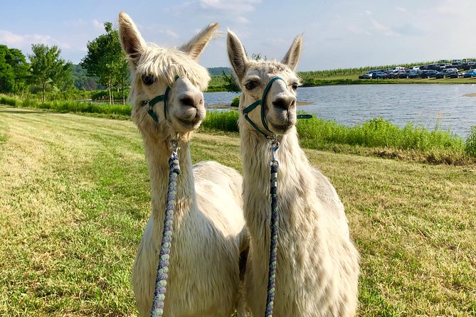 Llama/Alpaca Hike and Farm Tour - What I’d consider a drawback: shoes, bugs, and walking ability