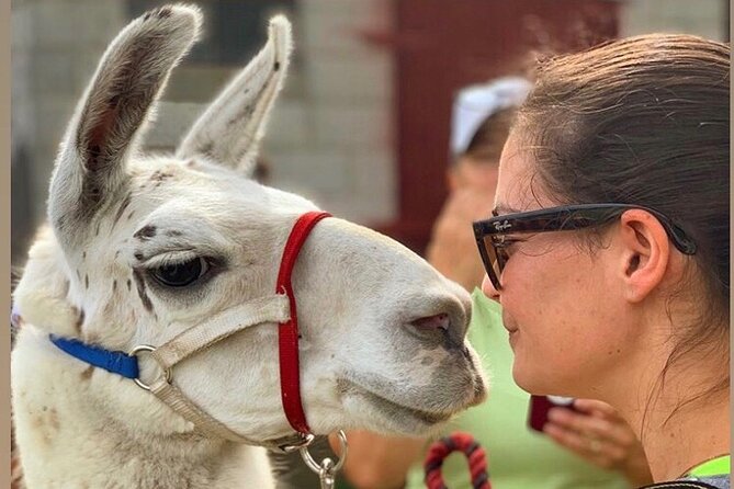 Llama/Alpaca Hike and Farm Tour - Price and value: $67 for a guided animal hike