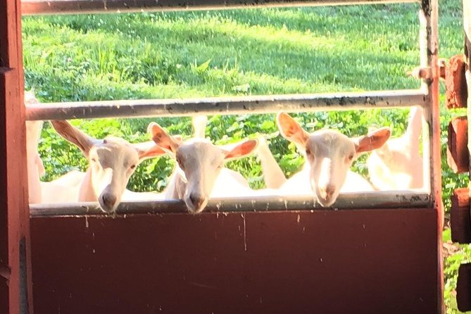 Llama/Alpaca Hike and Farm Tour - Llama/Alpaca 101: safety that keeps it pleasant