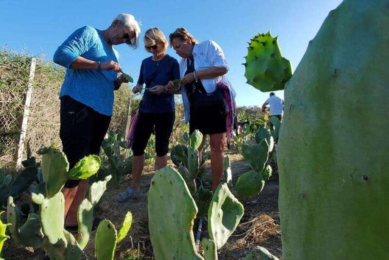 Los Cabos: Azteca Cactus Taco Farm to Table Cooking Class - Key highlights that make this tour worth your time