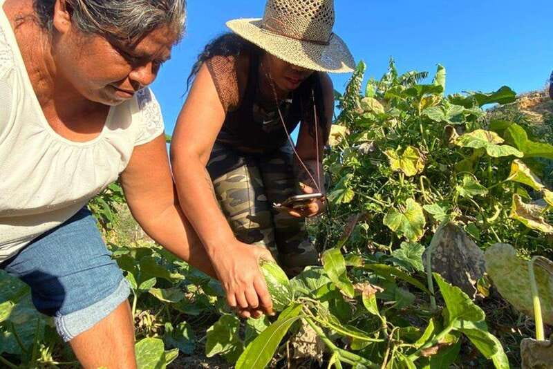 Los Cabos: Azteca Cactus Taco Farm to Table Cooking Class - A 4.5-hour farm-to-table day north of Cabo San Lucas