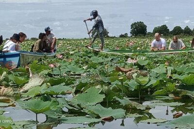 Lotus Silk Farm: Discover Learn and Experiment the Lotus Flower - Start With Lotus Tea and Learn the Plant’s Many Uses