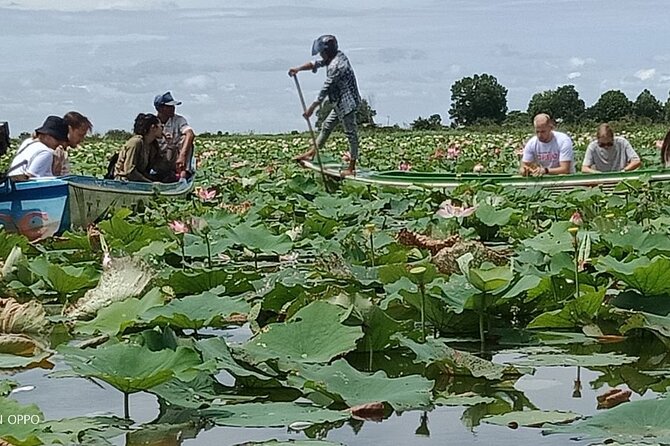 Lotus Silk Farm: Discover Learn and Experiment the Lotus Flower - Start With Lotus Tea and Learn the Plant’s Many Uses