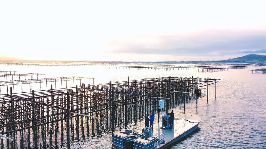 Loupian: Tour guide of our oyster farm and tasting - Visiting the oyster farm: what you’ll see on the route