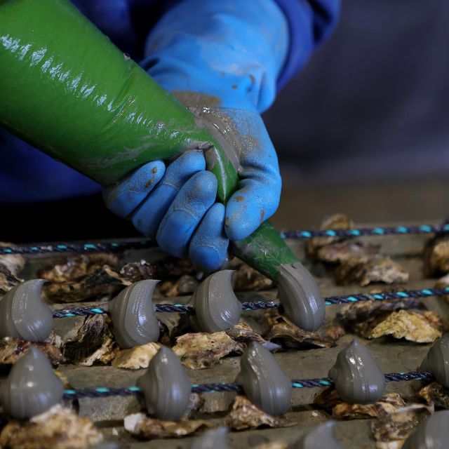 Loupian: Tour guide of our oyster farm and tasting - Rope suspension aging: the technique you should ask about