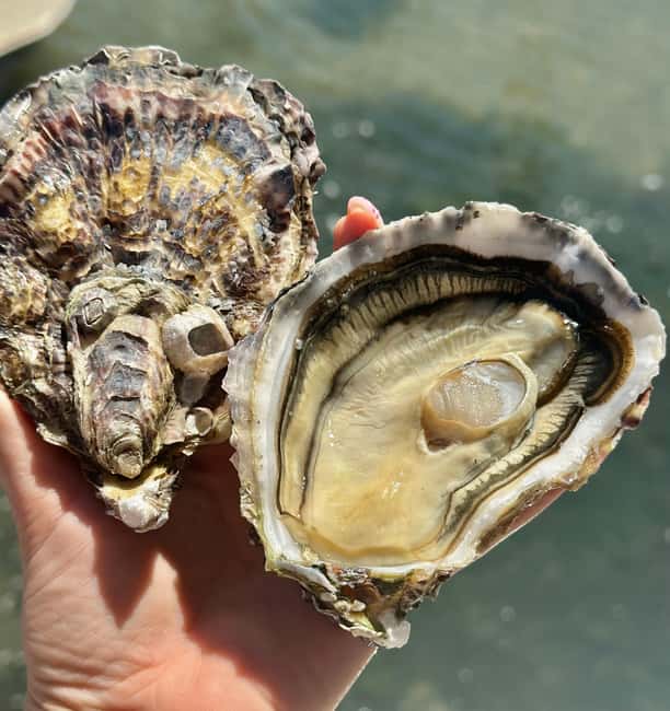 Loupian: Tour guide of our oyster farm and tasting - Timing and what “1.5 hours” feels like on the ground