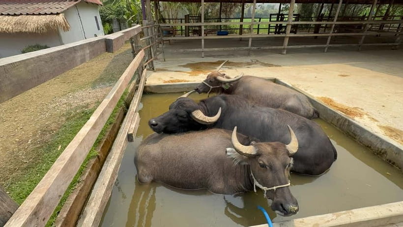 Luang Prabang: Farm Tour and Buffalo Buffet Adventure - Key things I think you’ll remember