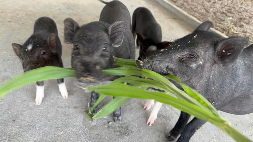 Luang Prabang: Farm Tour and Buffalo Buffet Adventure - Family-Friendly, Nature-Friendly, and Not a Hard Sell