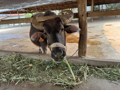 Luang Prabang: Farm Tour and Buffalo Buffet Adventure - The Milking Demonstration and Buffalo Milk Benefits