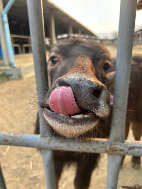 Luang Prabang: Farm Tour and Buffalo Buffet Adventure - What to Bring (and What Not to Plan On)