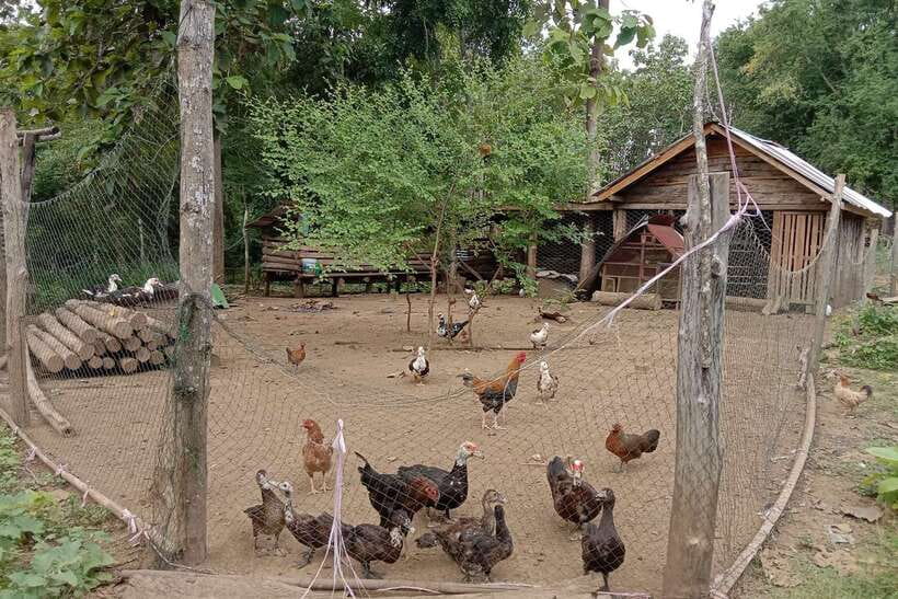 Luang Prabang: Organic Farm Experience & Hike to Kuang si - Why this farm-to-falls day works so well in Luang Prabang